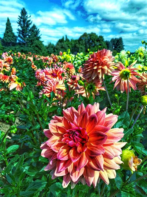 swan island dahlias